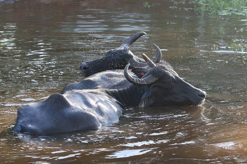 Two buffalo deep in a dam.