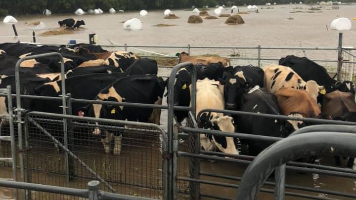 Diary cattle stand in flood water.