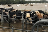 Diary cattle stand in flood water.