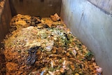 Tip of rotting food and plastic objects in a concrete bin at Earthpower in Camelia western Sydeny