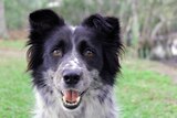 Maya, a pure border collie, looks into the camera and successfully locating some koala poo on the Sunshine Coast.