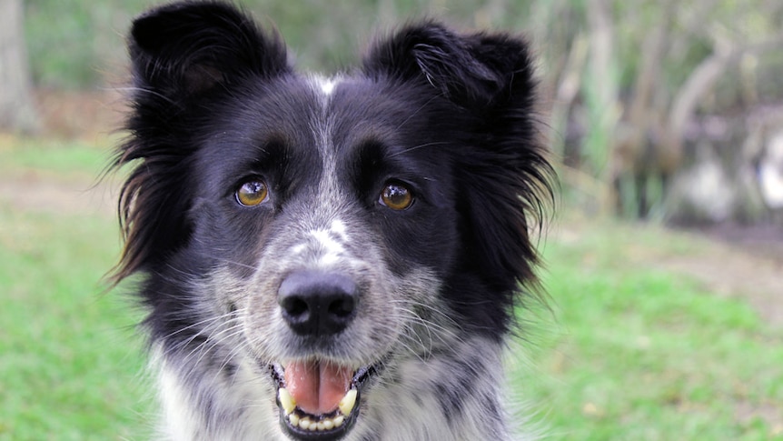 Maya, a pure border collie, looks into the camera and successfully locating some koala poo on the Sunshine Coast.