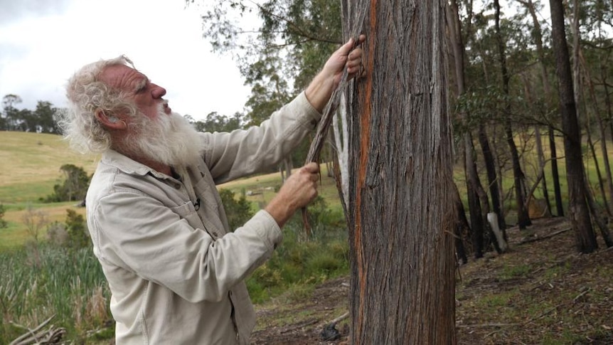 Bruce Pascoe pulls bark from tree