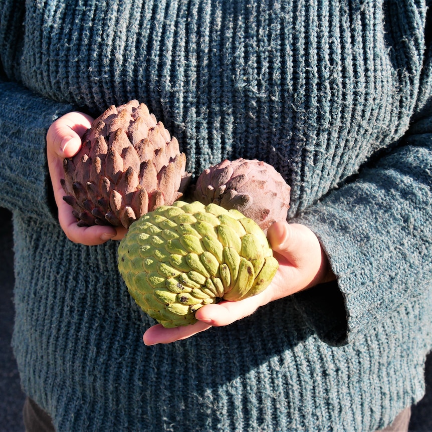 Woman stands holding three custard apples in her hands, two pink and one green