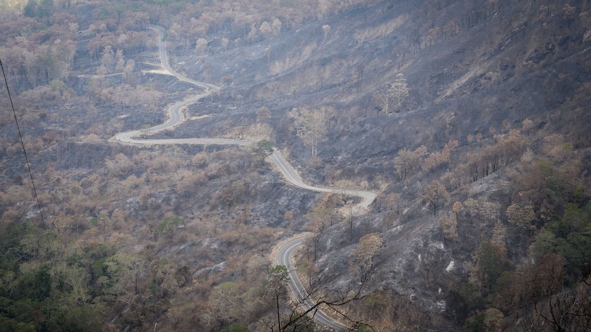 Road up Eungella Mountain charred by fire.