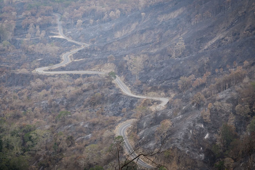 Road up Eungella Mountain charred by fire.