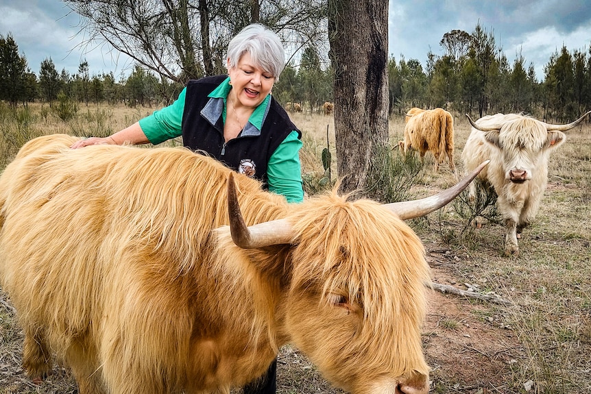 A woman brushes down a shaggy highland cow in a paddock.