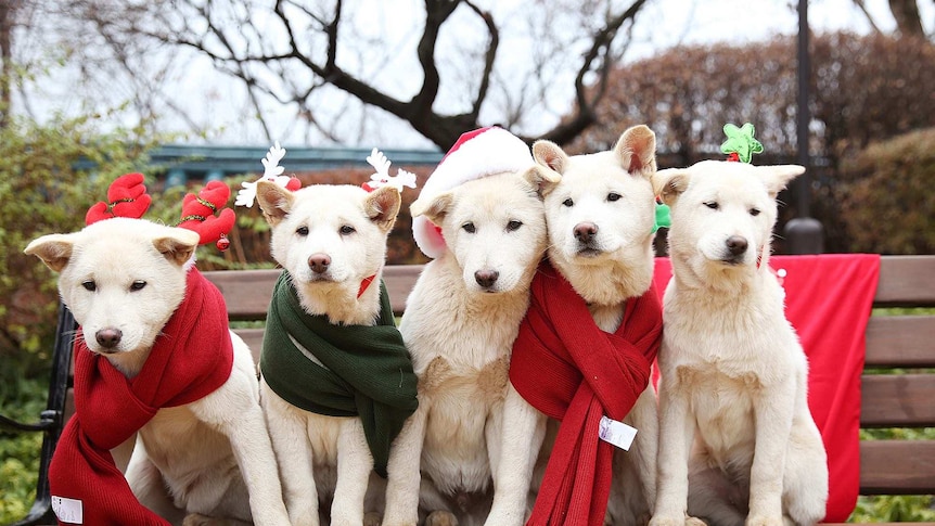 Five of Park Geun-Hye's Korean Jindo Dogs sit on a bench wearing scarfs, santa hats and reindeer antlers.
