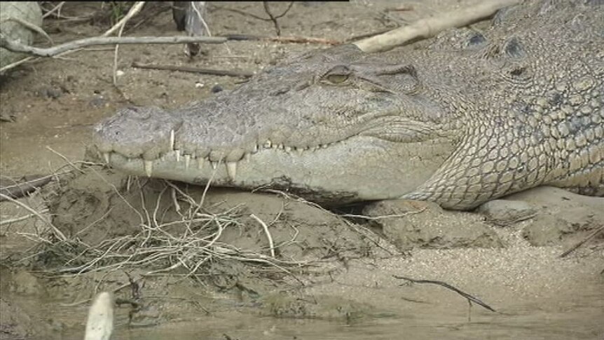 Crocodile in far north Queensland