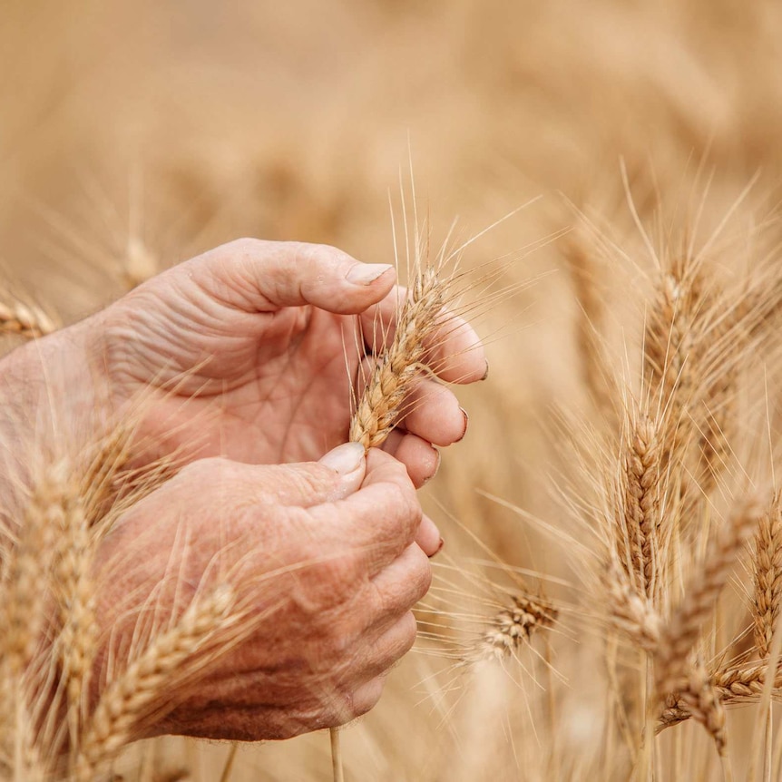 Farmers' hands holding a husk of wheat in a field of the grain