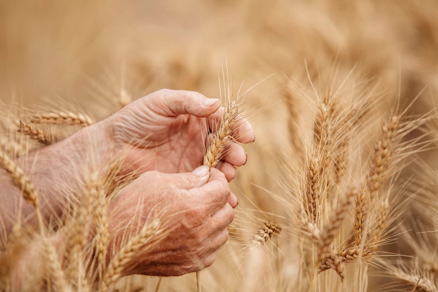A farmer's hands holding a husk of wheat in a field of the grain.