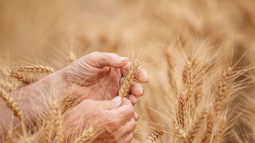Farmers' hands holding a husk of wheat in a field of the grain