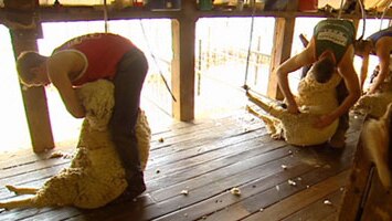 The back breaking days of manual sheep shearing could be numbered.