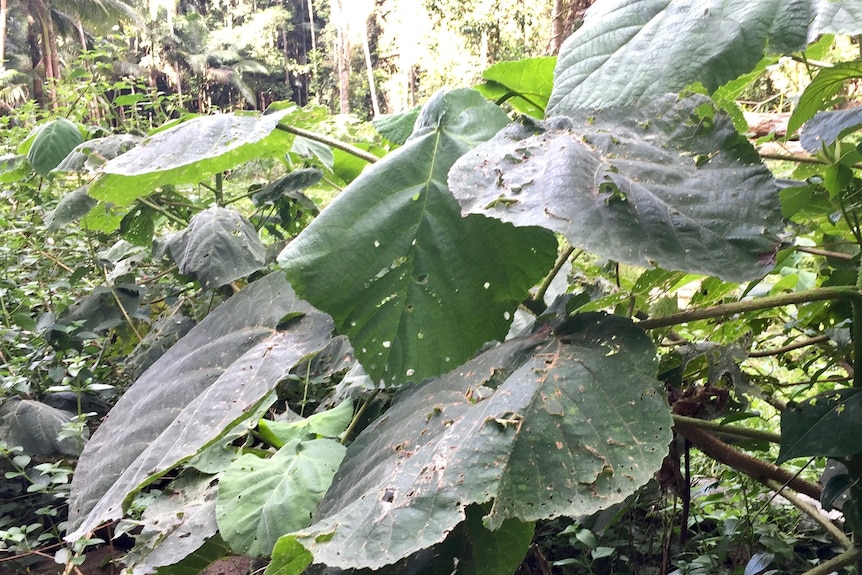 Large green leaves on a bush