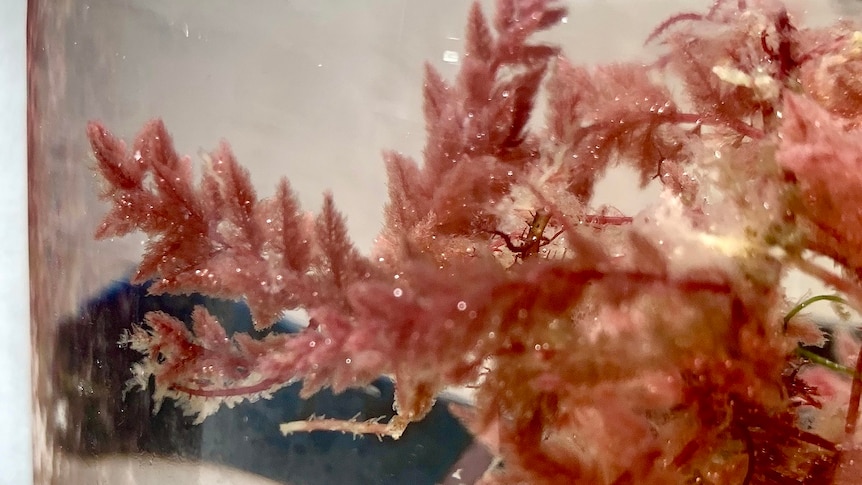 Red seaweed in a jar