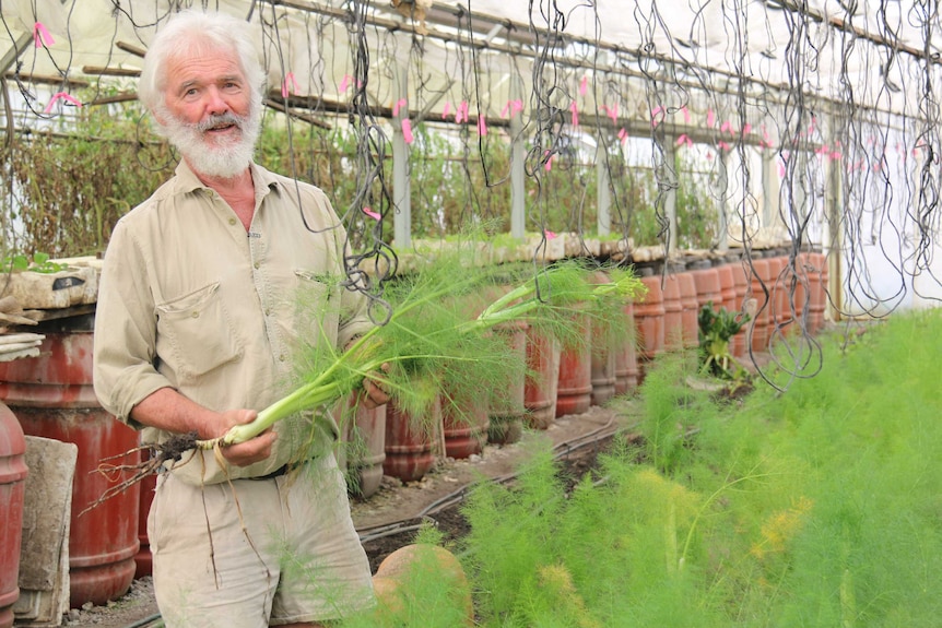 A farmer holds a large piece of fennel while standing in front of a row of the crop.