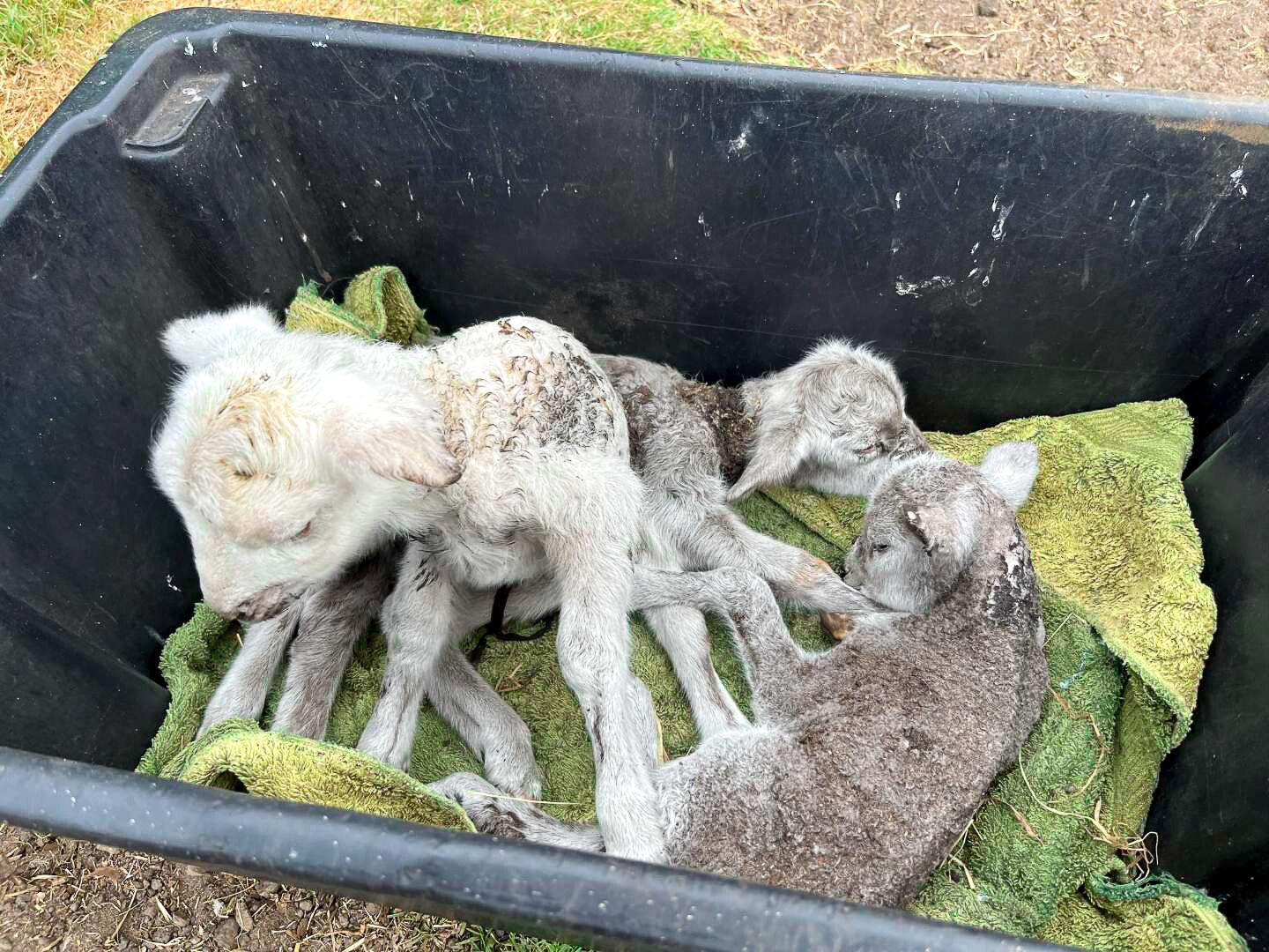 Three lambs in a tub