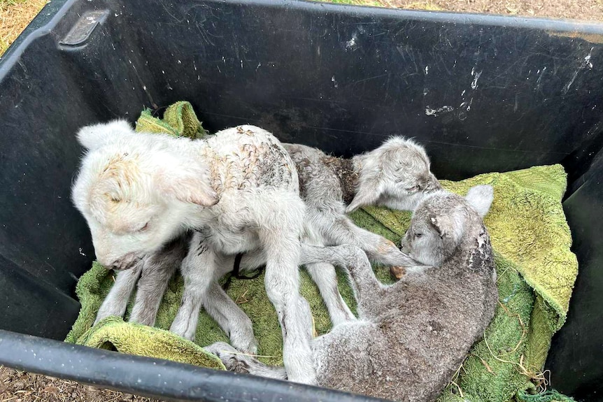 Three lambs in a tub