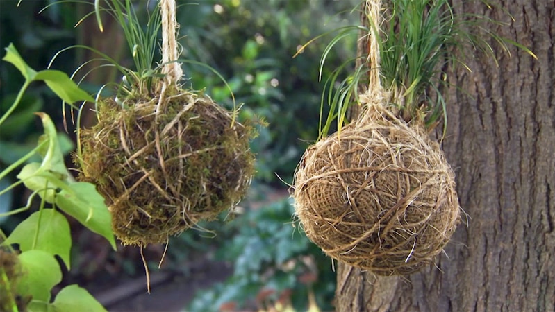 Kokedama balls tied to tree branches