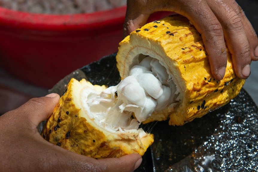 Two hands pull apart a large yellow fruit with white beans inside it.