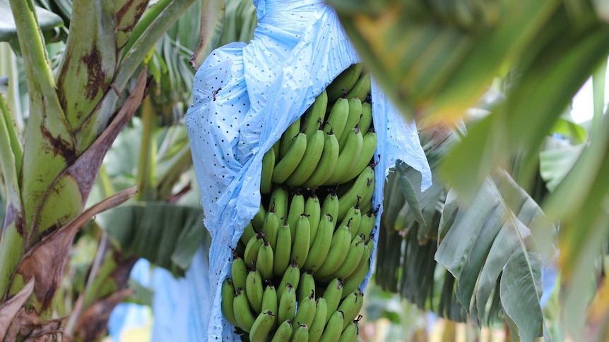 a bunch of bananas covered by a blue bag