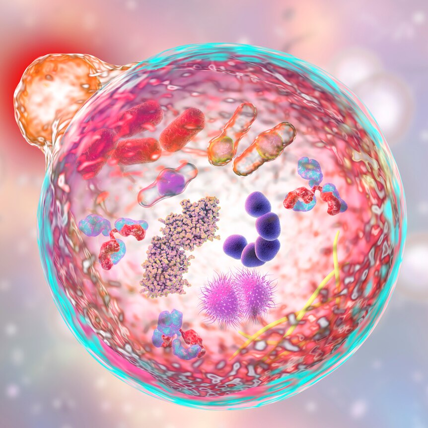 Illustration of a lysosome fusing with an autophagosome. The process recycles dysfunctional cell components