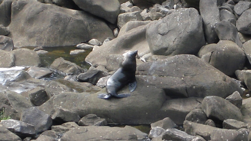Seals at the Launceston Gorge