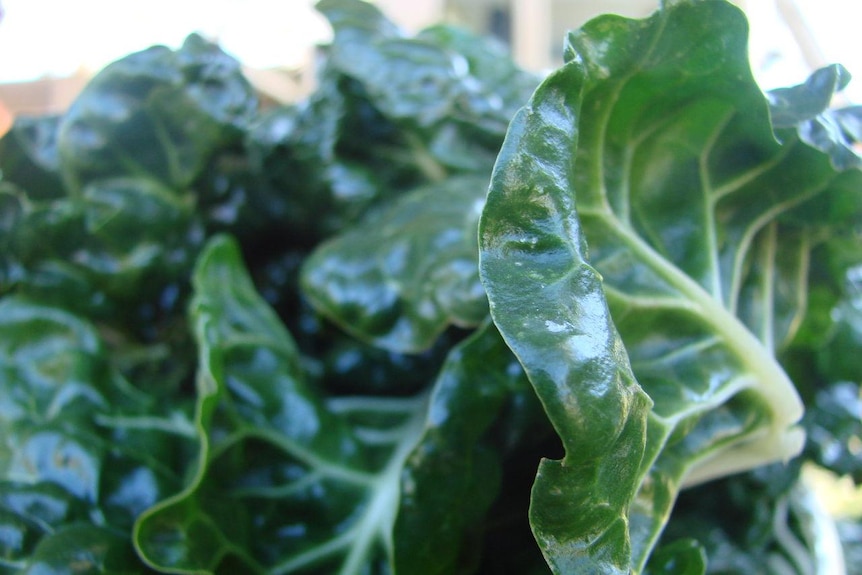 Close up on the leaves of beautiful garden fresh silver beet.