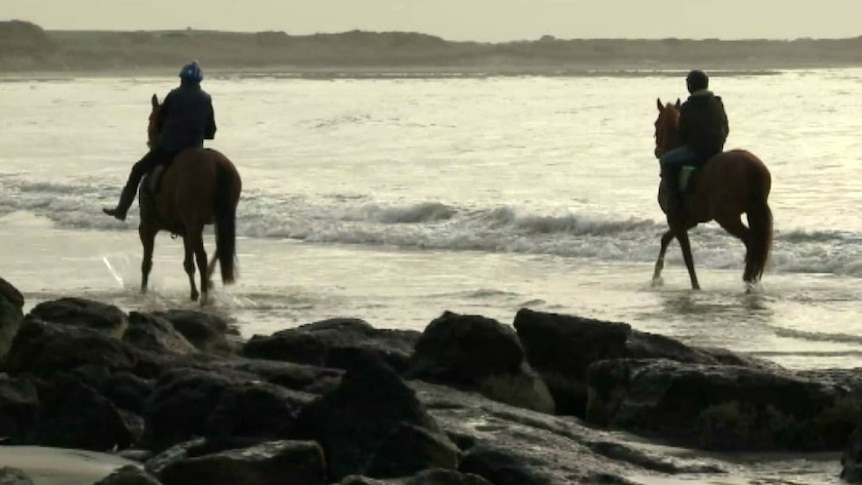 Horses on a Port Fairy beach
