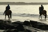 Horses on a Port Fairy beach