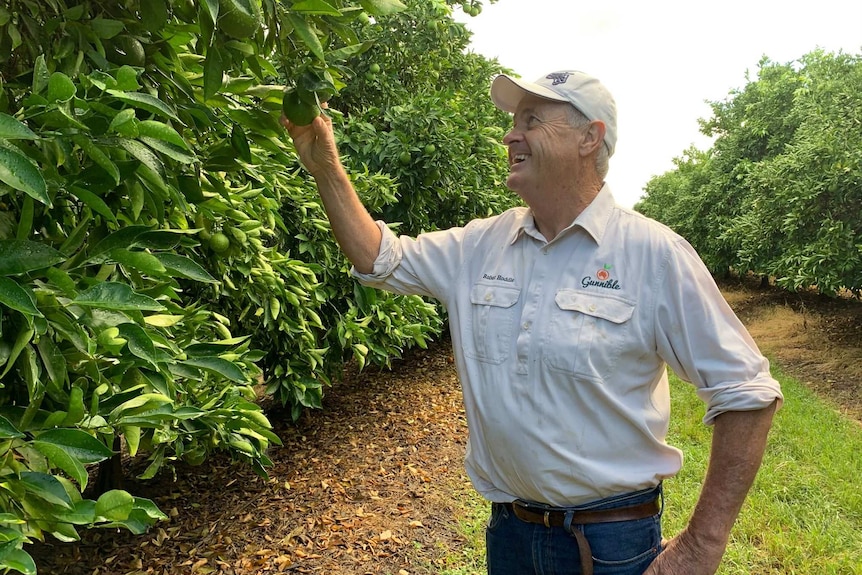 Picture of Robert Hoddle checking oranges growing on trees on his farm near Gunnedah.