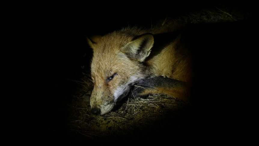 A dead fox in Boyup Brook