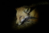 A dead fox in Boyup Brook