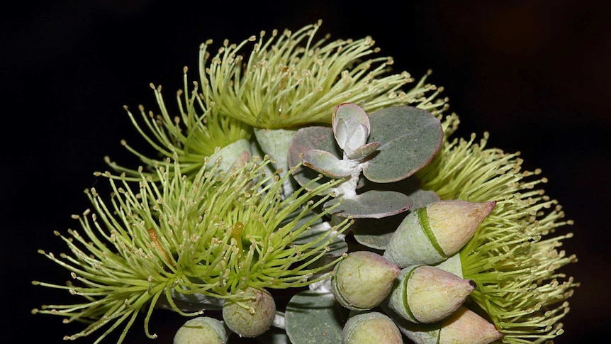 Eucalyptus kruseana (Myrtaceae) found in the WA Goldfields