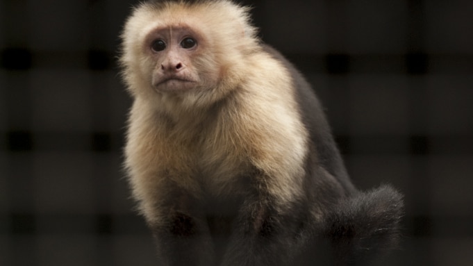 Capuchin monkey