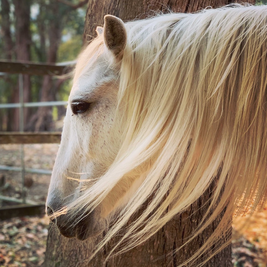 close up of a white horse next to a tree trunk