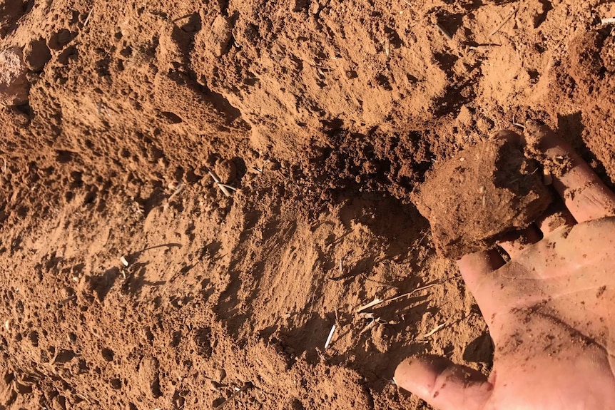 Close up photos showing man's hand holding a clump of soil picked up from a freshly seeded furrow