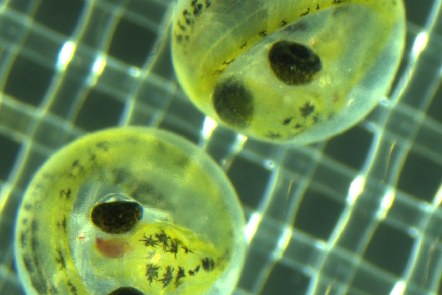 Close up photo of two fish eggs under a microscope