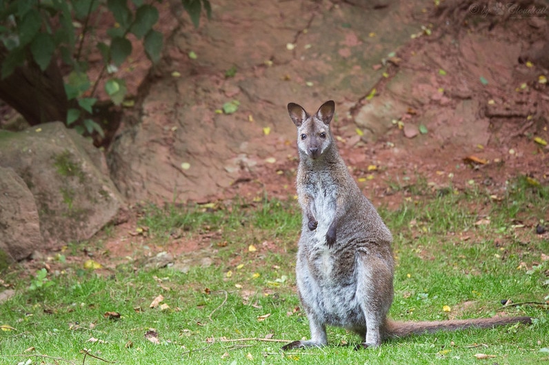 Wild wallabies mostly eat grasses, roots and leaves and would be competing with hares, rabbits and sheep.