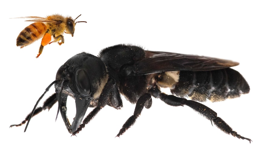 A black bee dwarfs a honey bee.