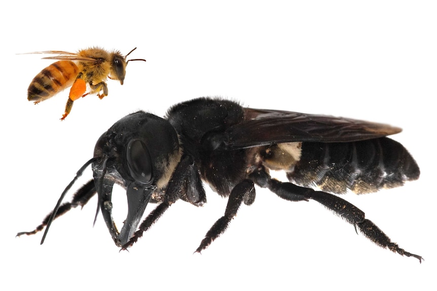 The world's largest bee versus a honey bee