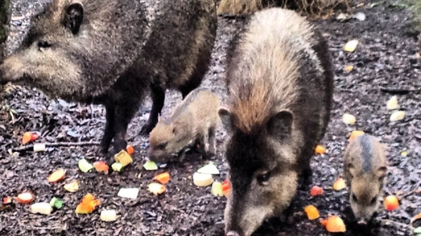 Zoo puts baby peccaries on display