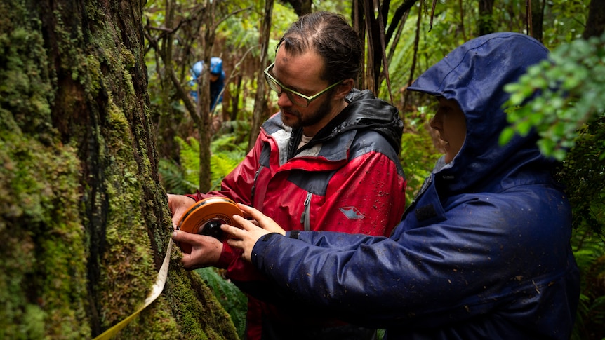 Two people reading a tape measure that's been wrapped around a big tree in a wet forest.