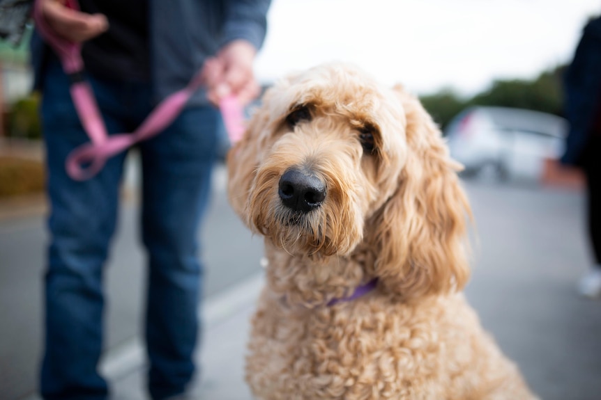 A poodle cross dog on a pink lead