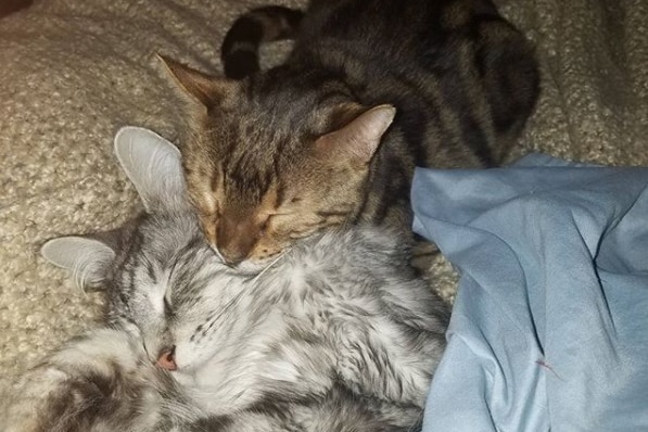 Two cats cuddled up together asleep