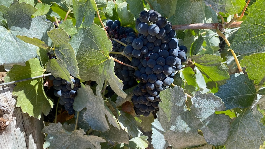 A bunch of red grapes on a vine.