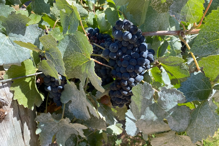 A close-up photo of a bunch of red grapes on a vine. 