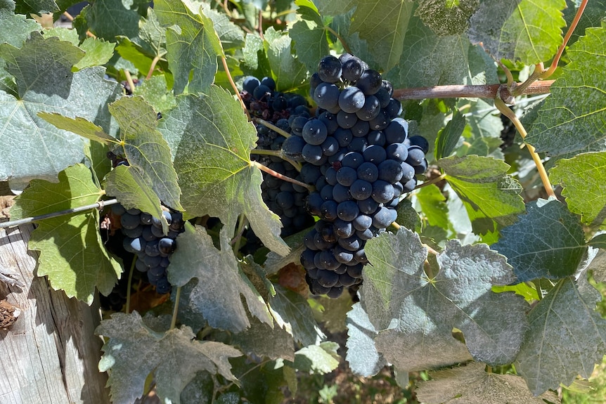 A close up photo of a bunch of red grapes on a vine. 