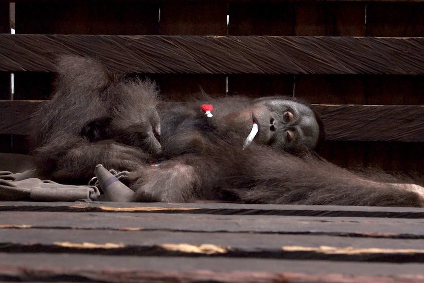 Orangutan lies in wooden cage with needle in mouth