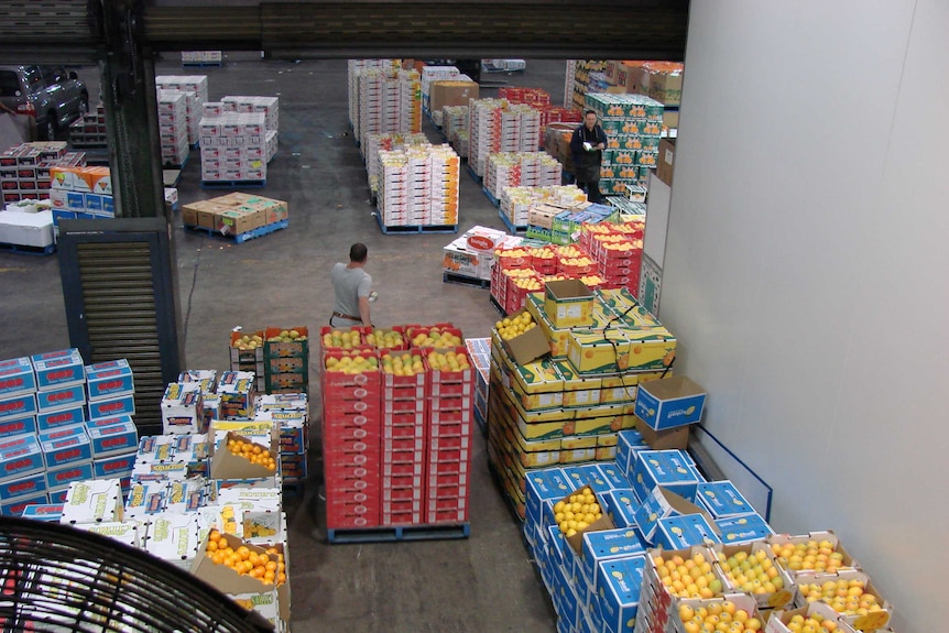 Trays of mangoes and citrus with men wheeling trollies at Sydney markets